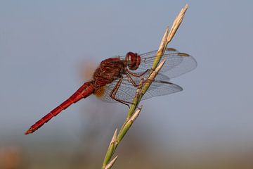 Vuurlibel / Scarlet Dragonfly van Lex van Doorn