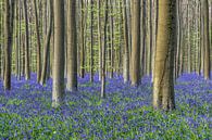Magisch blauw bos van Michael Valjak thumbnail