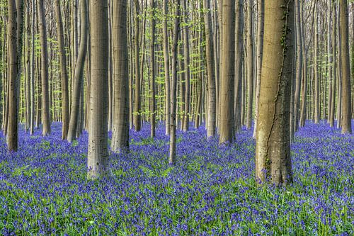 Magischer blauer Wald
