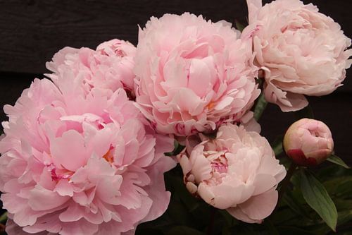 Peonies