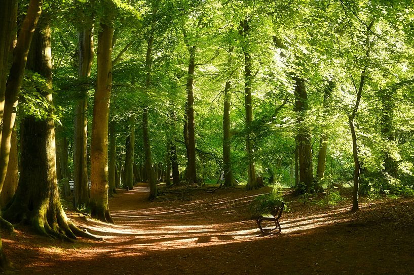 Fairytale forest by PhoYographs