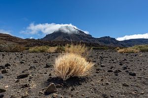 Mélancolie dorée - Quand l'automne enveloppe le parc national du Teide de sa douce lueur