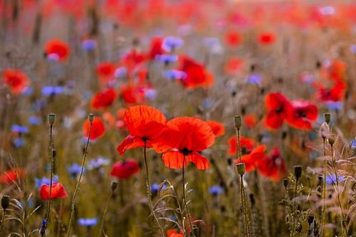 Champ de coquelicots en contre-jour