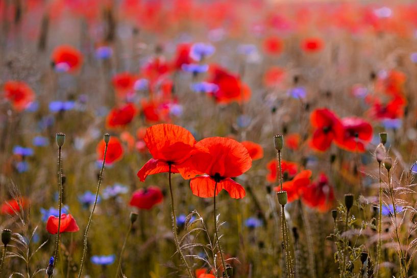 Mohnblumenfeld im Gegenlicht von Kurt Krause