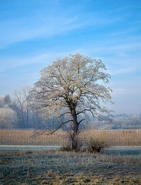 Boom in een idyllisch winterlandschap van ManfredFotos