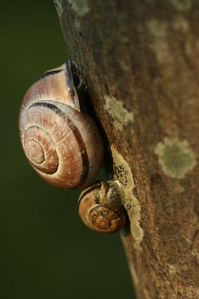 Two Snails van Ariska Bonnema