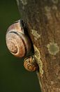 Two Snails van Ariska Bonnema thumbnail