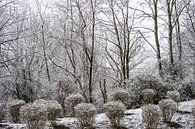 winter wonderland van Dennis Klaassen thumbnail
