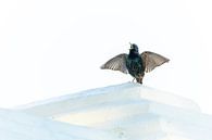 Common Starling, Sturnus vulgaris by Beschermingswerk voor aan uw muur thumbnail