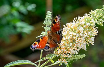Inachis io vlinder op Buddleja bloem van Animaflora PicsStock