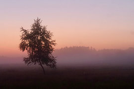 zonsopkomst op de veluwe van Annemieke de Boer
