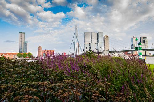 Flowers in your head 