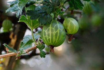 Stachelbeeren mit Busch von de-nue-pic