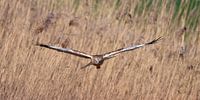 Bird of prey Marsh Harrier by Marianne Doornbos-Veenstra thumbnail