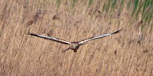 Bird of prey Marsh Harrier by Marianne Doornbos-Veenstra