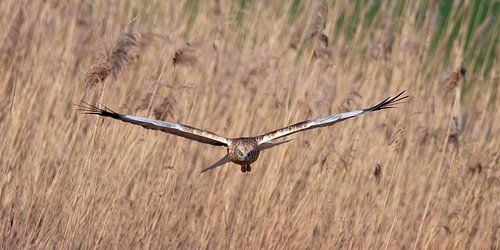 Roofvogel Bruine Kiekendief