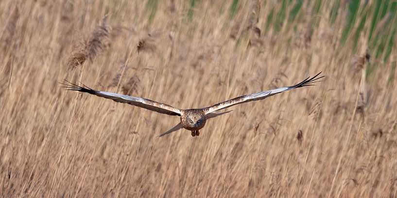 Bird of prey Marsh Harrier by Marianne Doornbos-Veenstra