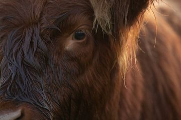 Schotse Hooglander van PeetMagneet