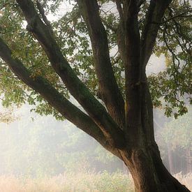 Treefingers van Thom Brouwer