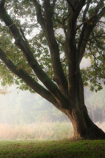 Treefingers by Thom Brouwer