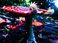 Paddenstoel in de herfst