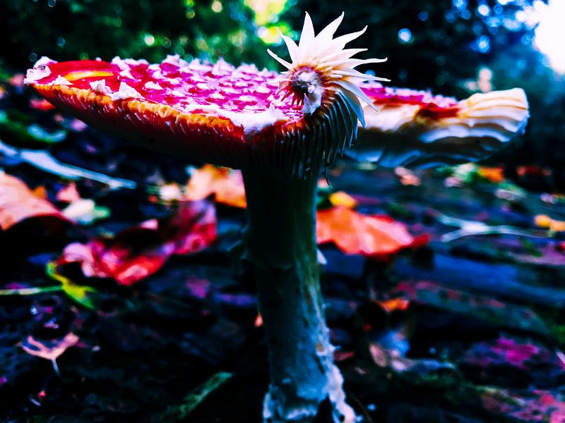 Paddenstoel in de herfst van Loïs Jongedijk