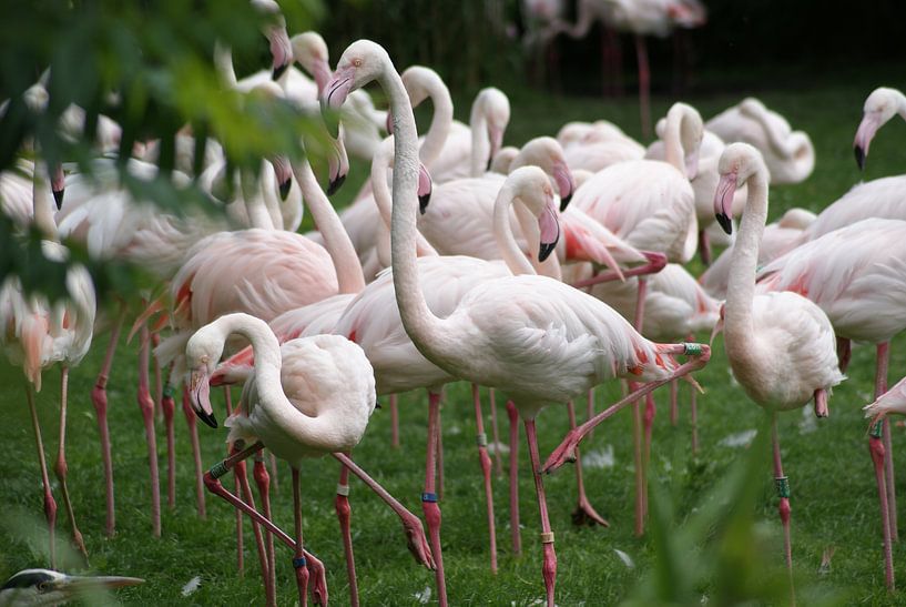 Flamingo's van Ronald en Bart van Berkel