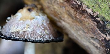 paddenstoel van Marieke Funke