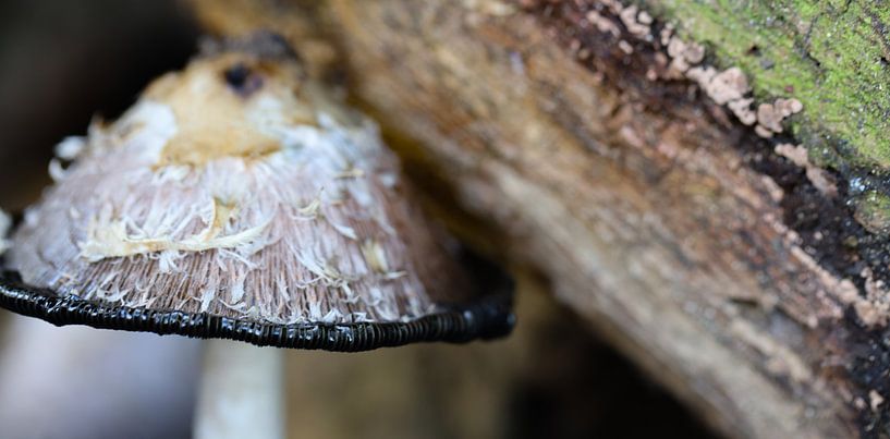 champignon par Marieke Funke