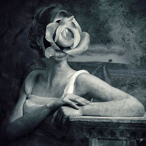 DE WITTE ROOS (2018)