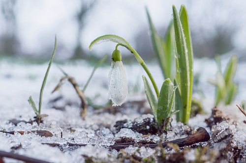 Sneeuwklokje in de sneeuw