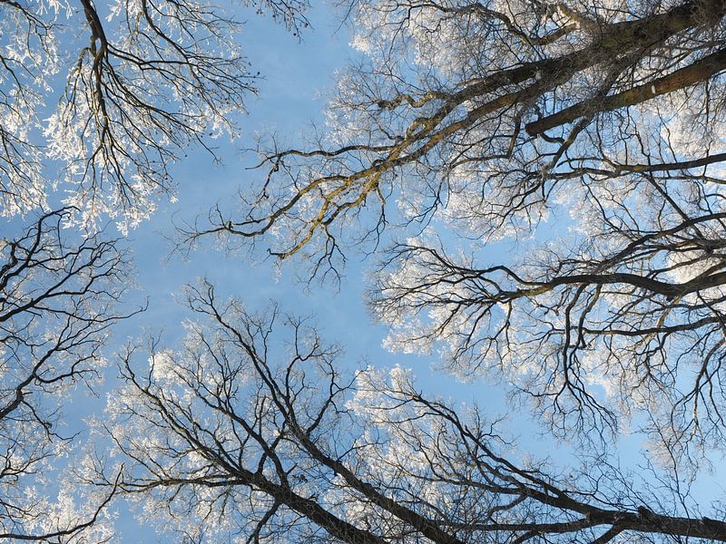 Winter impression - snow covered trees by Katrin May