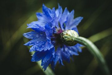 Druppels op een blauwe bloem van Jan