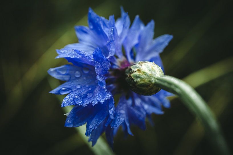 Drops on a blue flower by Jan