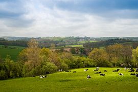 Sunny meadow in northern France by Erik van der Starre