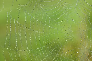 Spinnenweb met waterdruppels van Ulrike Leone