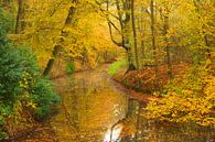 Forêt avec des feuilles jaunes en automne par Michel van Kooten Aperçu