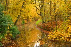 Wald mit gelben Blättern im Herbst von Michel van Kooten
