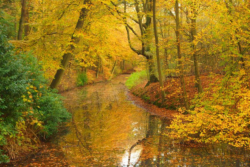 Forêt avec des feuilles jaunes en automne par Michel van Kooten
