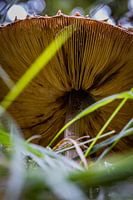 Paddenstoelen in de duinen