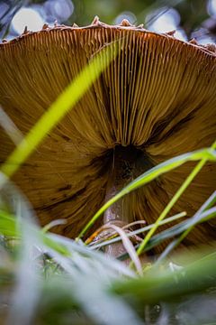 Paddenstoelen in de duinen van Patricia Van Roosmalen