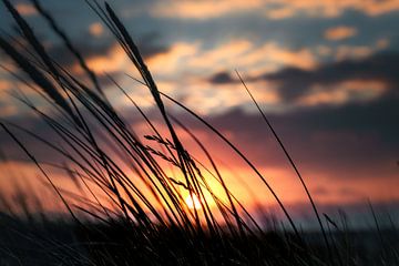 Sunset Serenity: Helm-Gras-Silhouette von AVP Stock