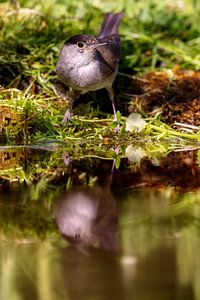 Mönchsgrasmücke (Sylvia atricapilla)