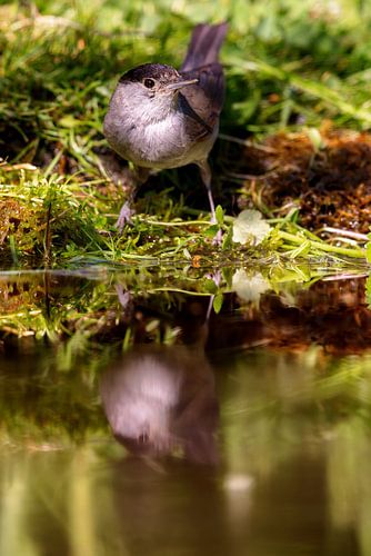 Mönchsgrasmücke (Sylvia atricapilla)
