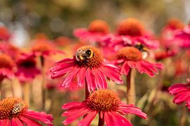 Insecten op een veld met rode zonnehoed van Lydia Hoogland