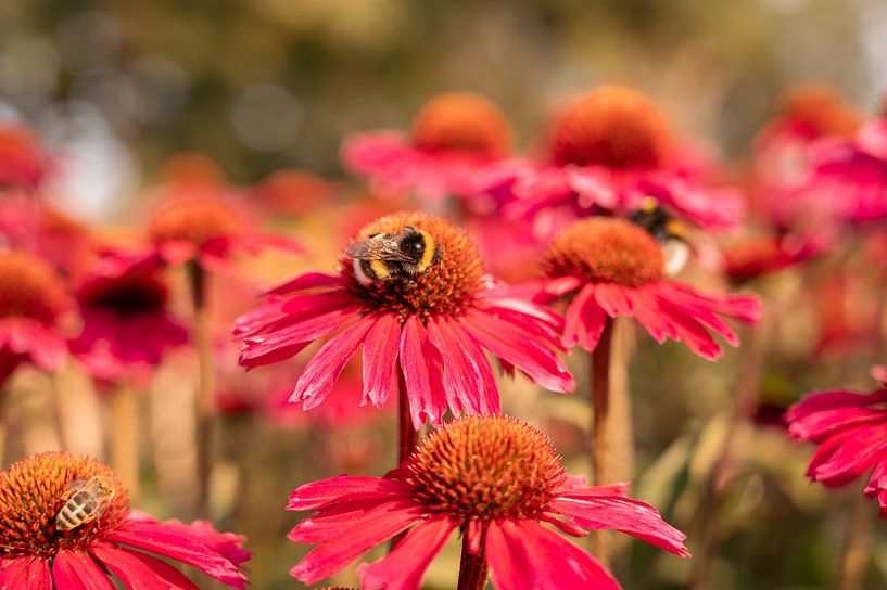 Insects in a field of red sunflower by Lydia Hoogland
