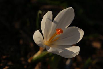 Crocus in the spring sun by Hannelore