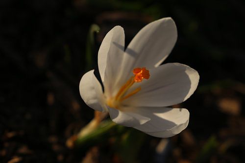 Crocus in the spring sun
