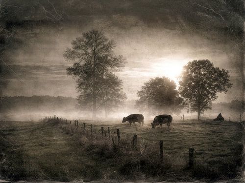 Koeien in oud Hollands landschap