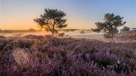 Lever de soleil avec brume et bruyère dans les Maasduinen